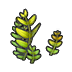 Fern