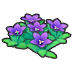 Mountain flowers