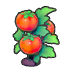 Ripe tomato plant
