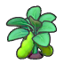 Ripe bean plant