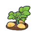 Ripe potato plant