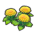 Dandy flowers