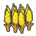 Ripe wheat
